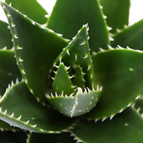Aloe vera – kráľovná všetkých liečivých rastlín na svete