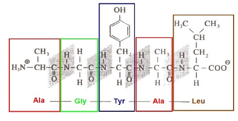 aminokyseliny