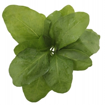Špenátová nátierka s garam masala