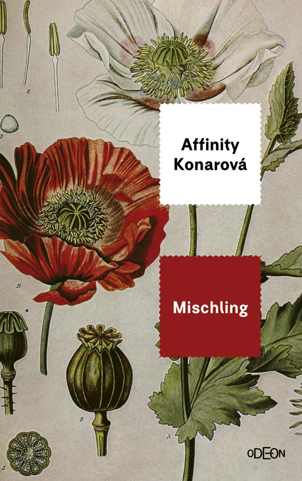 Bux mischling